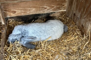 Totes Kaninchen liegt auf Stroh