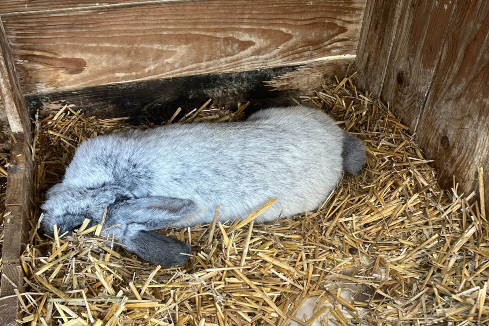 Totes Kaninchen liegt auf Stroh