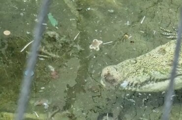 In der Stuttgarter Wilhelma hat ein Krokodil Plastikmüll ausgewürgt.