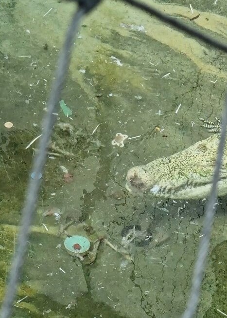 In der Stuttgarter Wilhelma hat ein Krokodil Plastikmüll ausgewürgt.
