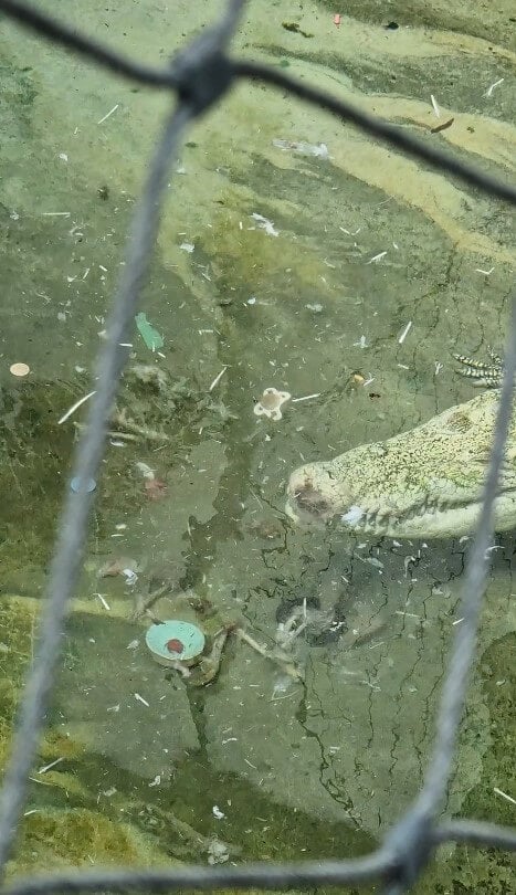 In der Stuttgarter Wilhelma hat ein Krokodil Plastikmüll ausgewürgt.