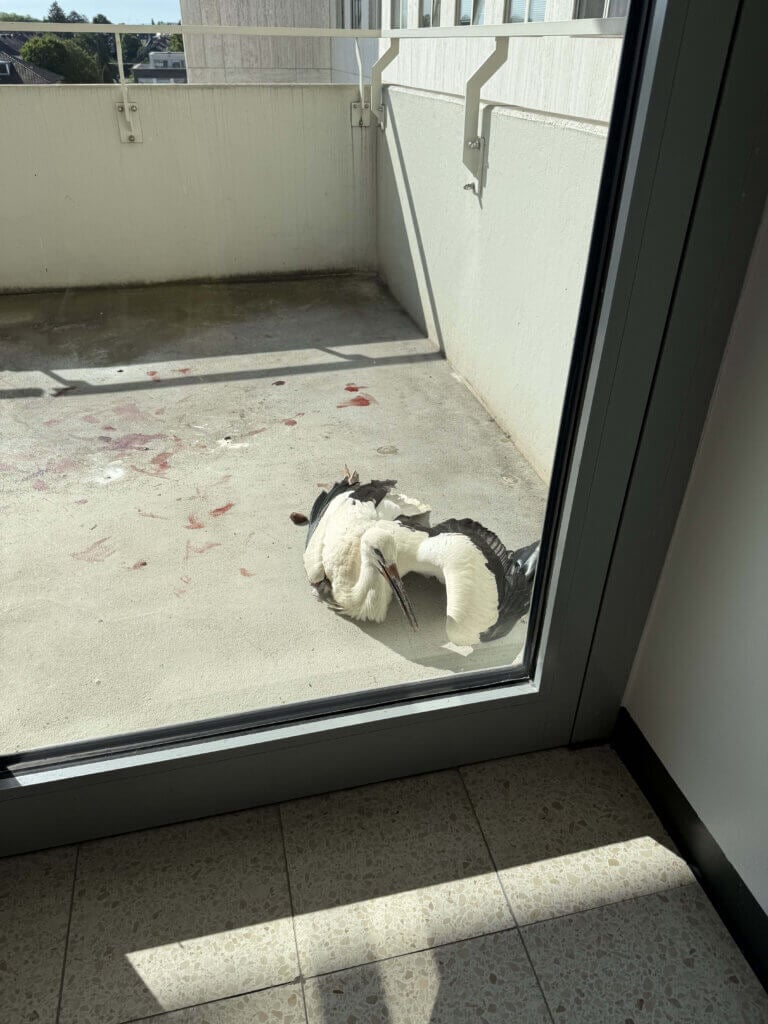 ein schwer verletzter Storch, welcher mutmaßlich gegen das Fenster geflogen ist