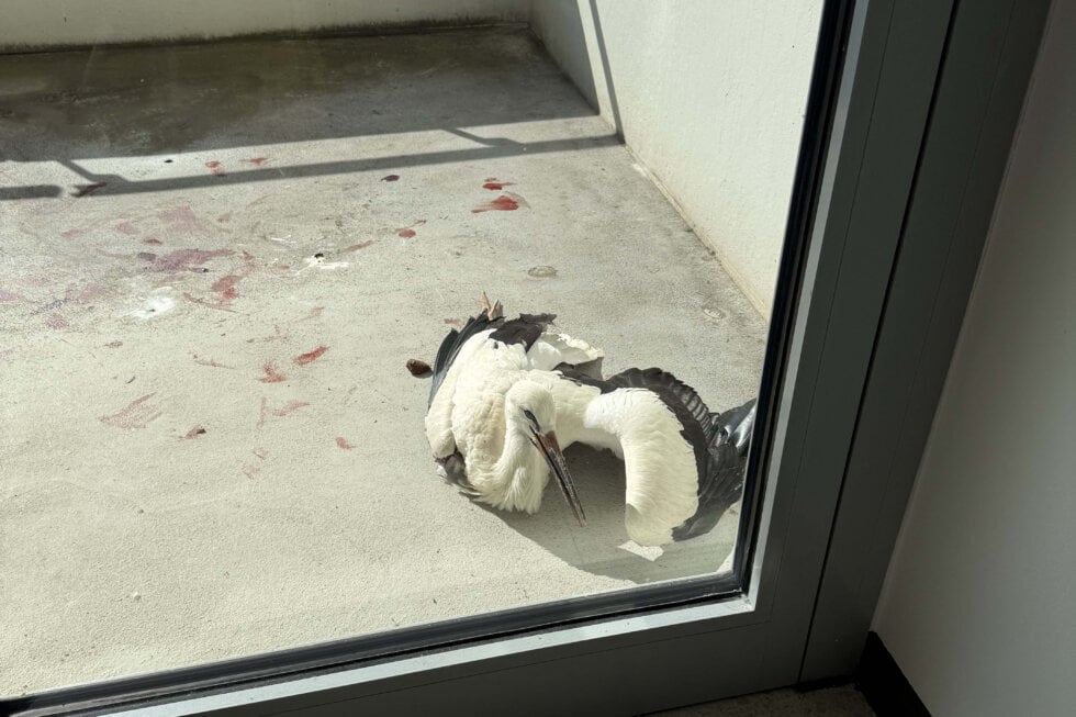 ein schwer verletzter Storch, welcher mutmaßlich gegen das Fenster geflogen ist