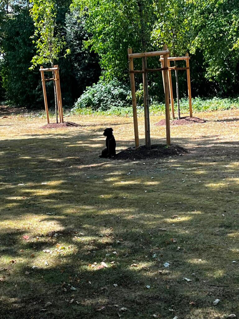 Hund angeleint in einem paarkt bei Hitze