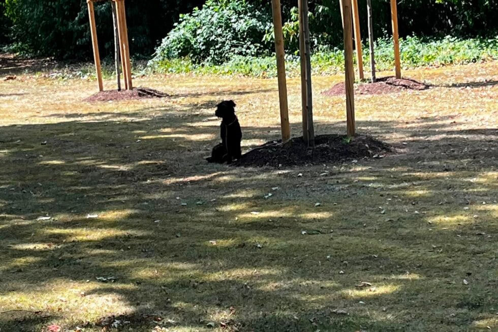 Hund angeleint in einem paarkt bei Hitze
