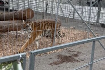 In kargen Käfigen fristen die Tiger ein elendes Dasein.
