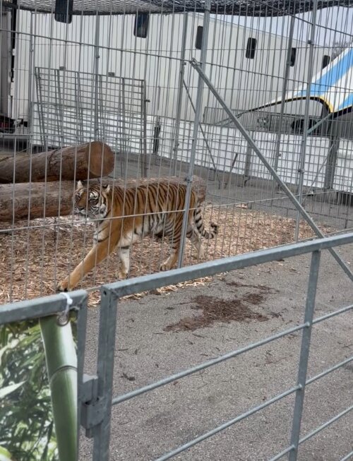 In kargen Käfigen fristen die Tiger ein elendes Dasein.