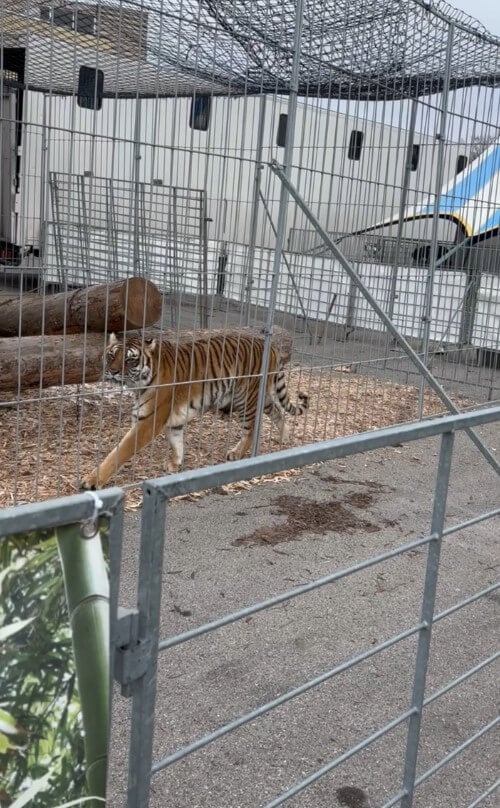 In kargen Käfigen fristen die Tiger ein elendes Dasein.