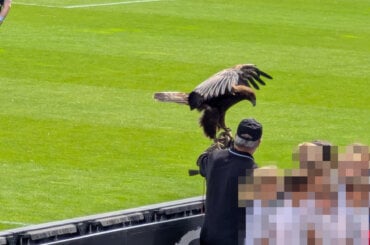 Ein Adler als lebendes Maskottchen für ein Fußballevent