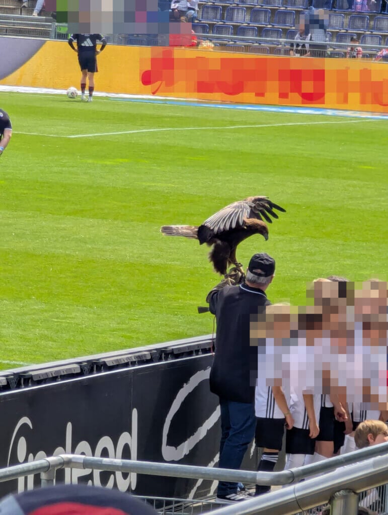 Ein Adler als lebendes Maskottchen für ein Fußballevent