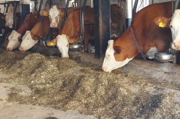 In einem Stall im Landkreis Traunstein sind Rinder mit bloßen Ketten am Hals fixiert.