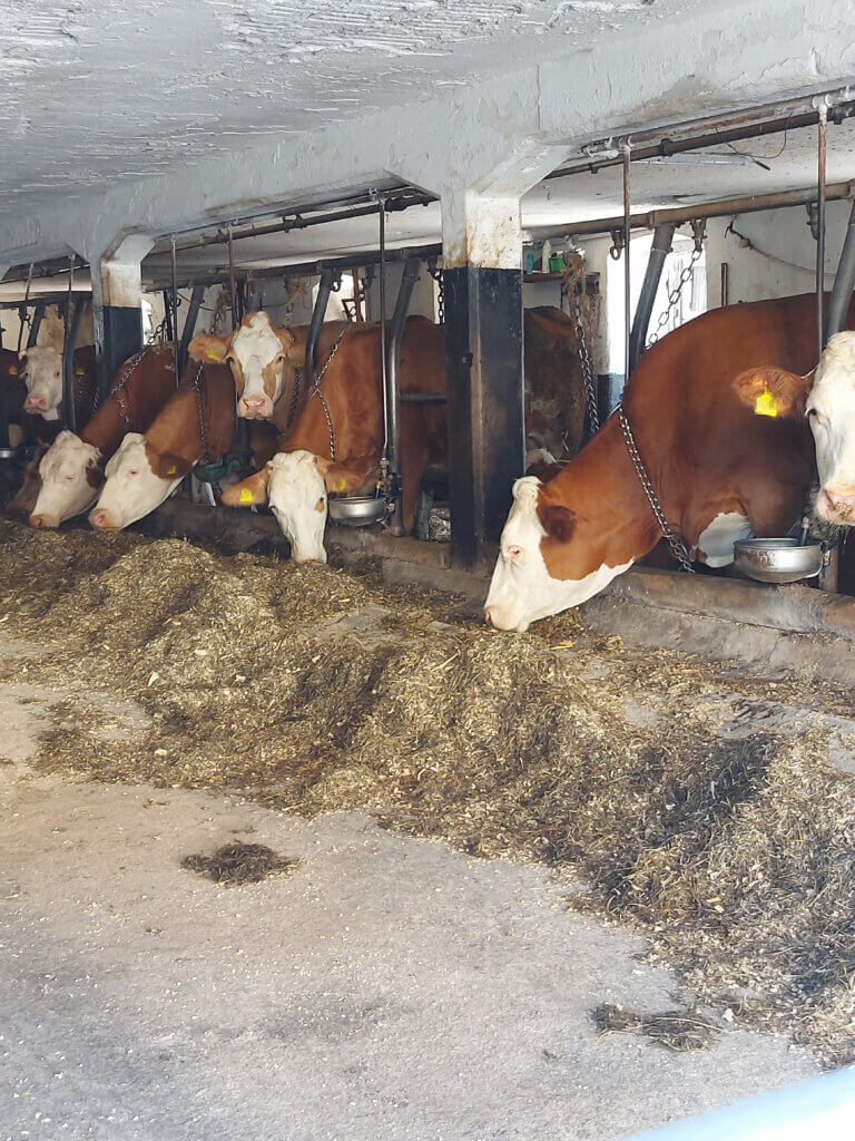 In einem Stall im Landkreis Traunstein sind Rinder mit bloßen Ketten am Hals fixiert.