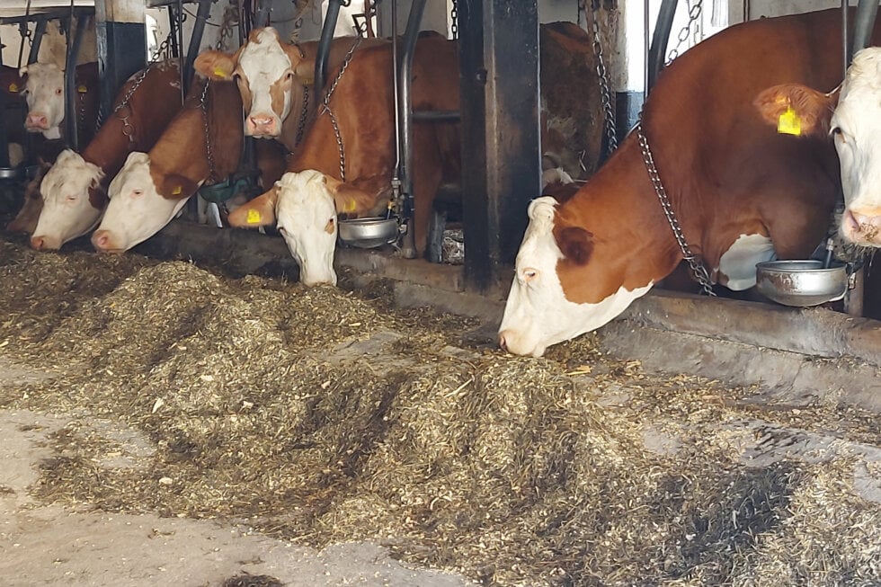 In einem Stall im Landkreis Traunstein sind Rinder mit bloßen Ketten am Hals fixiert.
