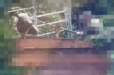 Ein Mann wurde dabei beobachtet, wie er ein Pferd mit einem Stock schlägt