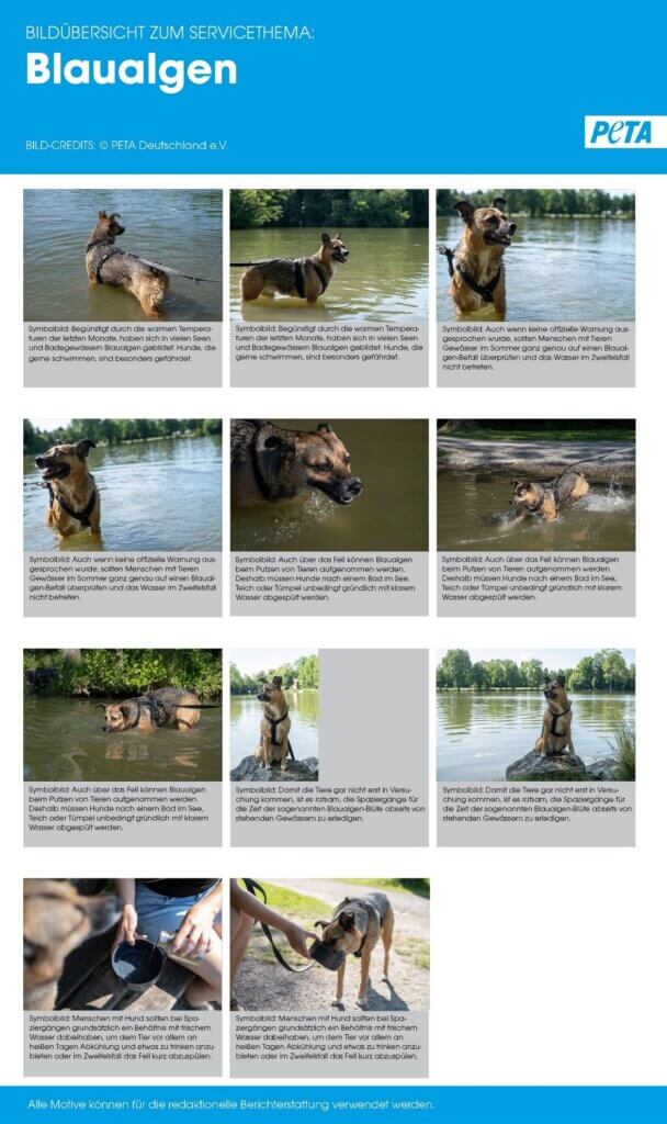 Symbolbild eines badenden Hundes in einem See. Symbolisch für die Gefahr von Blaualgen.