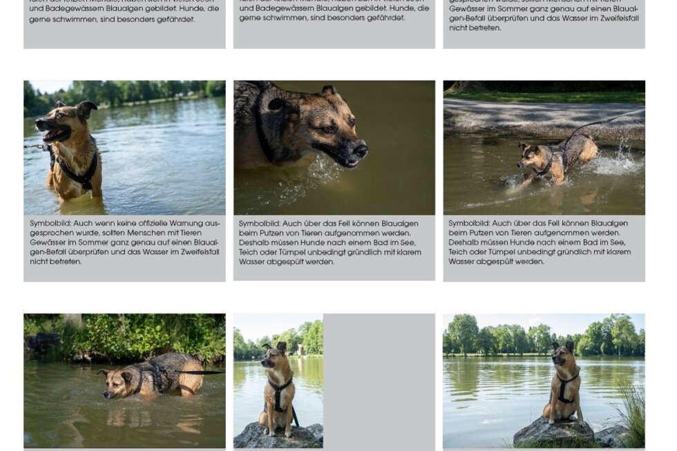 Symbolbild eines badenden Hundes in einem See. Symbolisch für die Gefahr von Blaualgen.