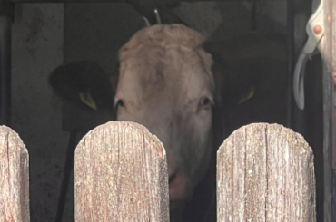 Angekettetes Rind im Landkreis Roth