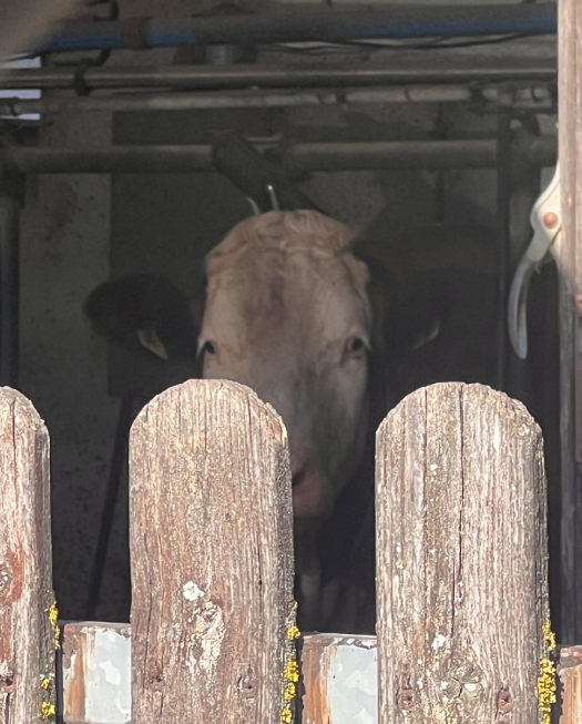 Angekettetes Rind im Landkreis Roth