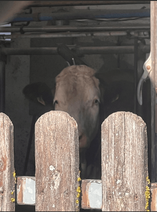 Angekettetes Rind im Landkreis Roth