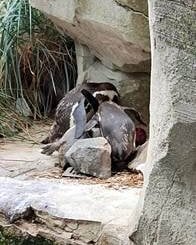Pinguine beugen sich über einen Artgenossen im Zoo am Meer Bremerhaven