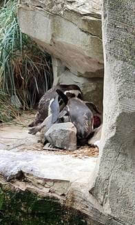 Pinguine beugen sich über einen Artgenossen im Zoo am Meer Bremerhaven