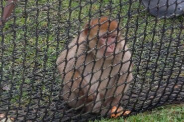 Berberaffe in Hanau hinter einem Netz für die Besucher des Zirkus