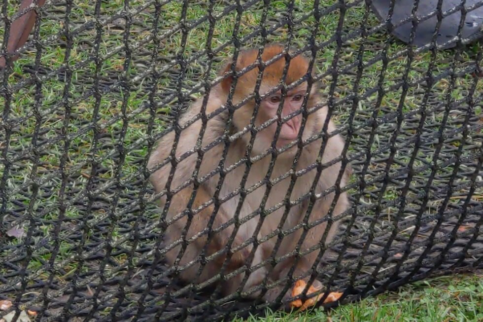 Berberaffe in Hanau hinter einem Netz für die Besucher des Zirkus