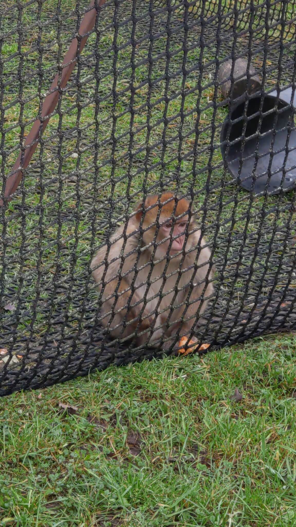Berberaffe in Hanau hinter einem Netz für die Besucher des Zirkus