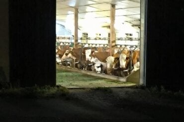 Fixierte Rinder in Landsberg am Lech
