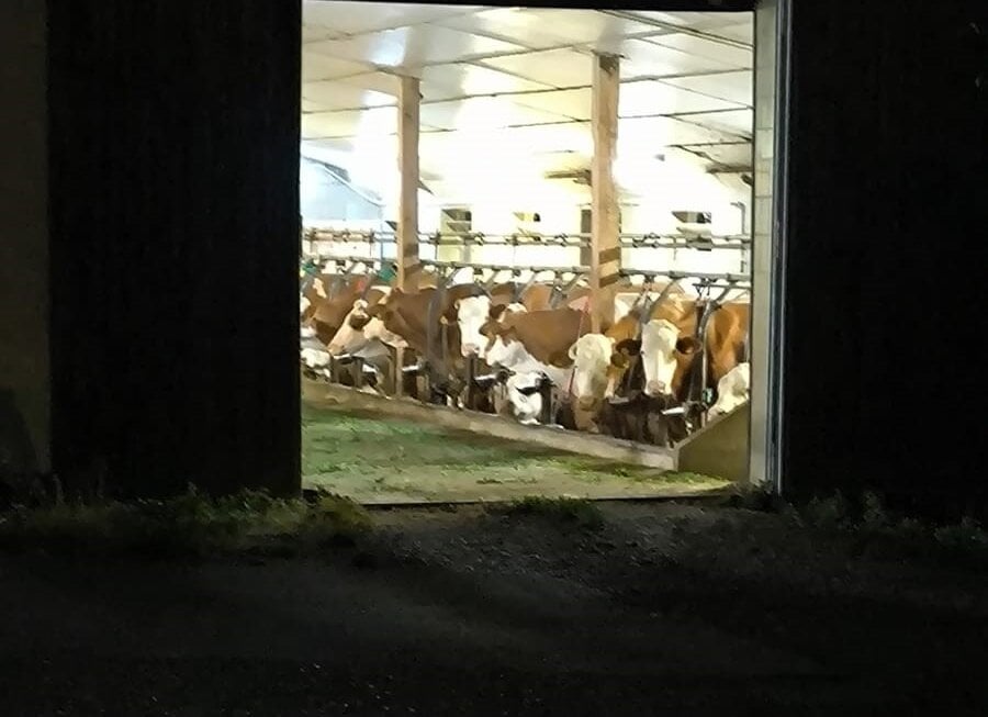 Fixierte Rinder in Landsberg am Lech