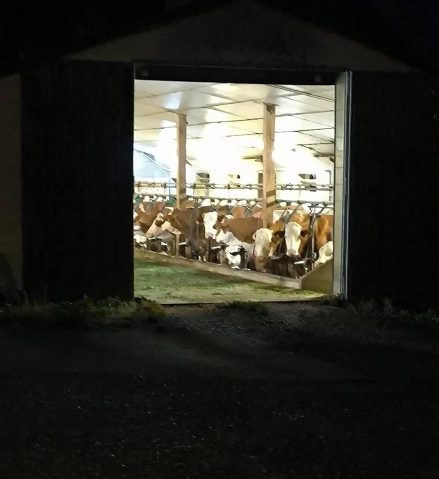Fixierte Rinder in Landsberg am Lech