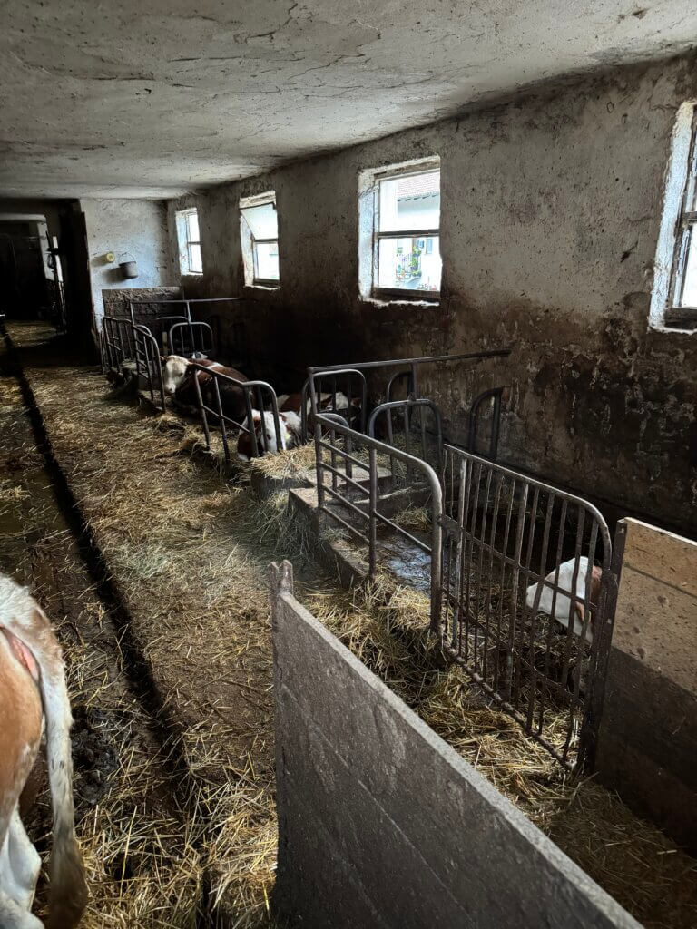 Bucht für Rinder kotverschmiert