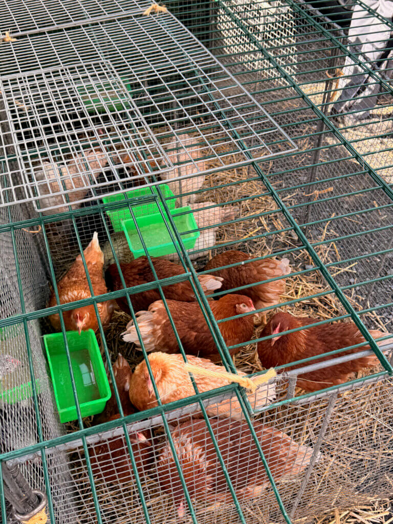 Hühner in viel zu kleinen Käfigen auf dem Reister Markt