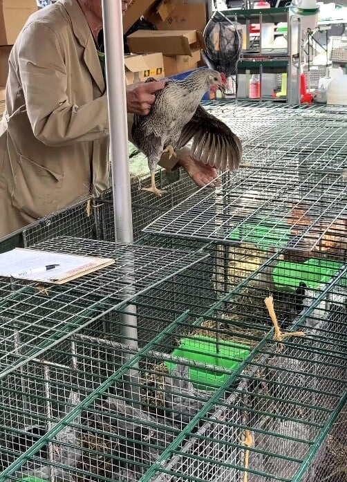 Ein grob angepacktes Huhn auf dem Reister Markt