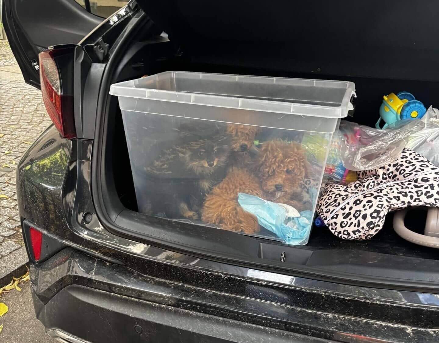 3 Welpen wurden illegal aus Polen importiert., sie wurden in einer Plastikkiste zum Verkauf angeboten.