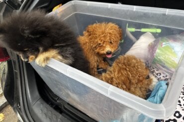 3 Welpen wurden illegal aus Polen importiert., sie wurden in einer Plastikkiste zum Verkauf angeboten.