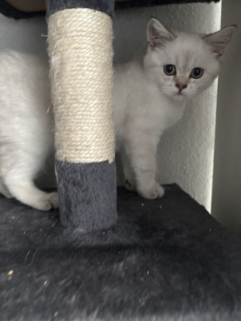 Illegale Katzenzucht Mutterkatze 