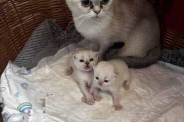 Illegale Katzenzucht, Katzenmama mit Kitten