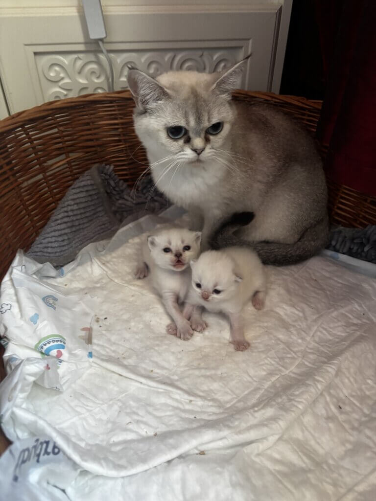Illegale Katzenzucht, Katzenmama mit Kitten