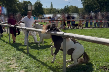 Pferdemarkt Aufnahmen aus Bietigheim-Bissingen, Pony wird geschlagen