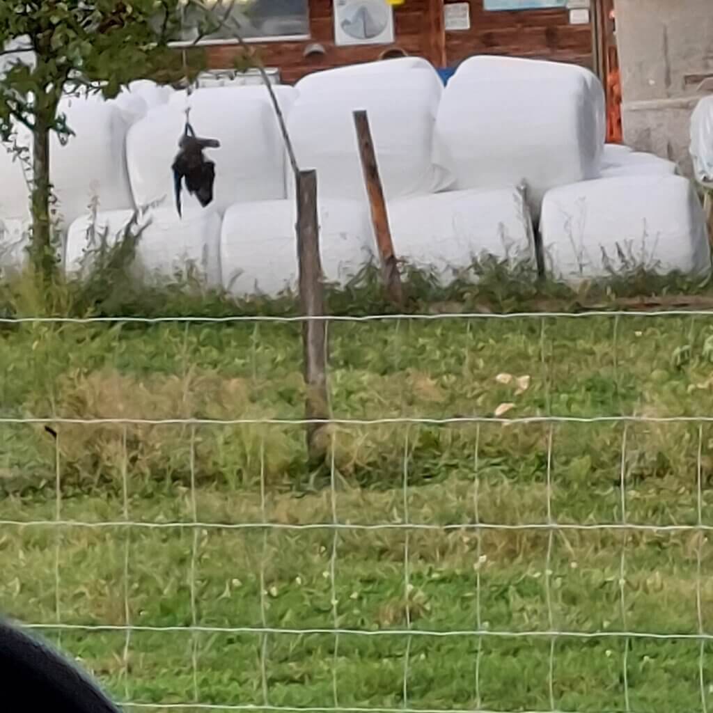 eine Krähe zur Abschreckung aufgehangen im LK Rosenheim
