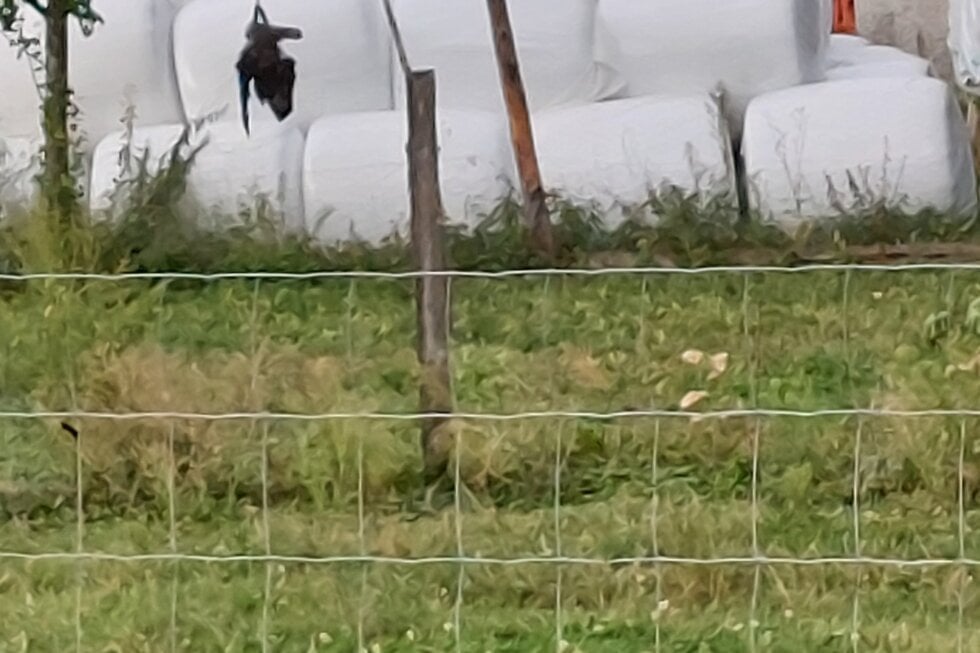 eine Krähe zur Abschreckung aufgehangen im LK Rosenheim