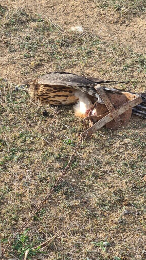 Ein Greifvogel ist mit dem Fuß in einer Schlagfalle gefangen.