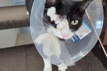 Katze Lilly angeschossen mit einem Luftgewehr. Ein Auge musste entfernt werden