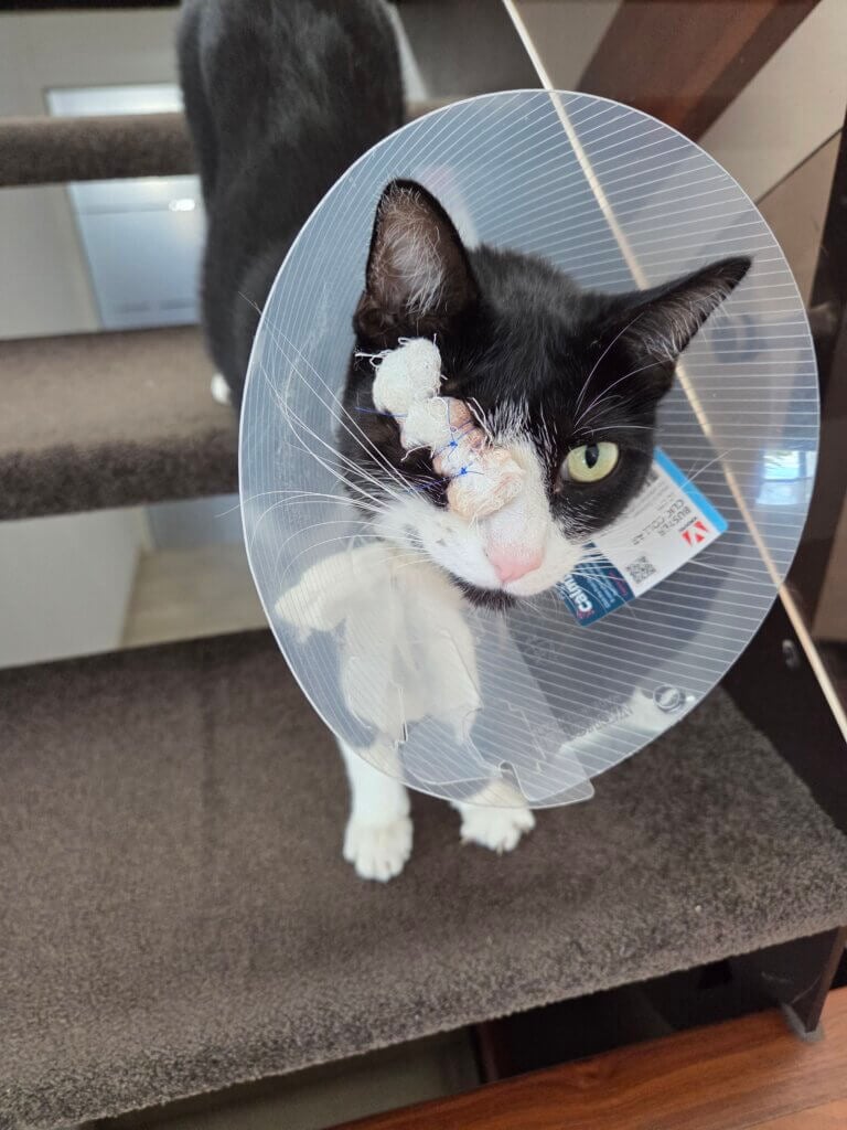 Katze Lilly angeschossen mit einem Luftgewehr. Ein Auge musste entfernt werden
