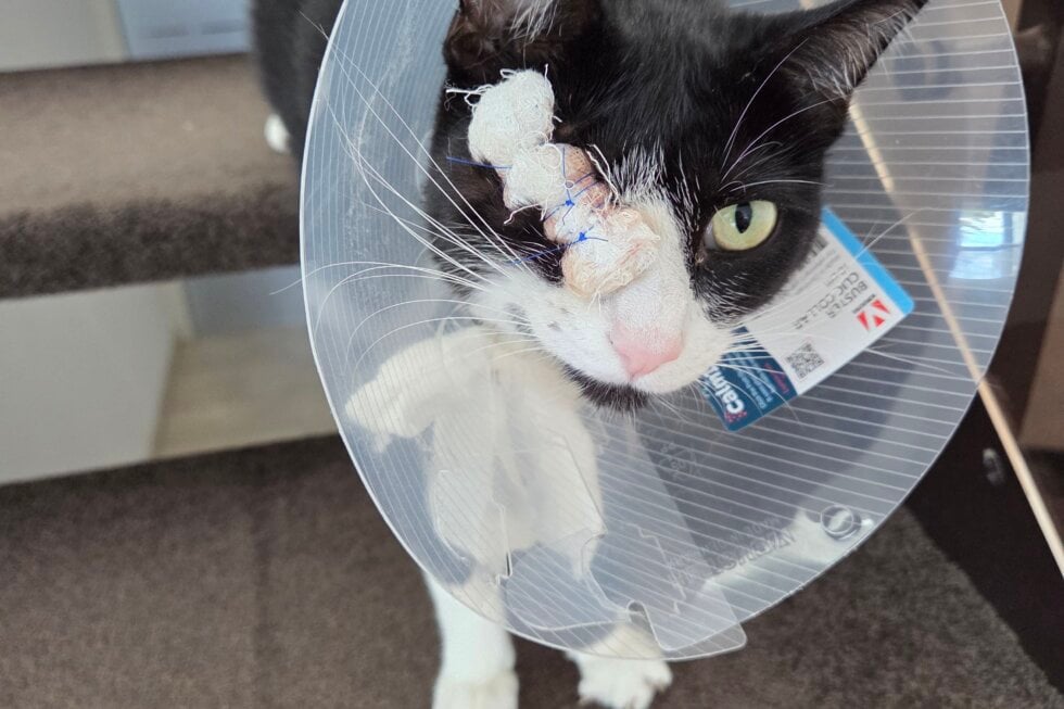 Katze Lilly angeschossen mit einem Luftgewehr. Ein Auge musste entfernt werden