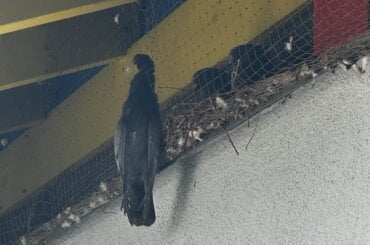 Tote Taube in einem Abwehrnetz