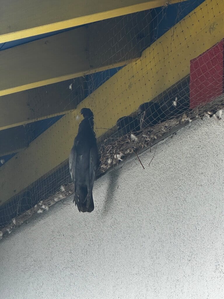 Tote Taube in einem Abwehrnetz
