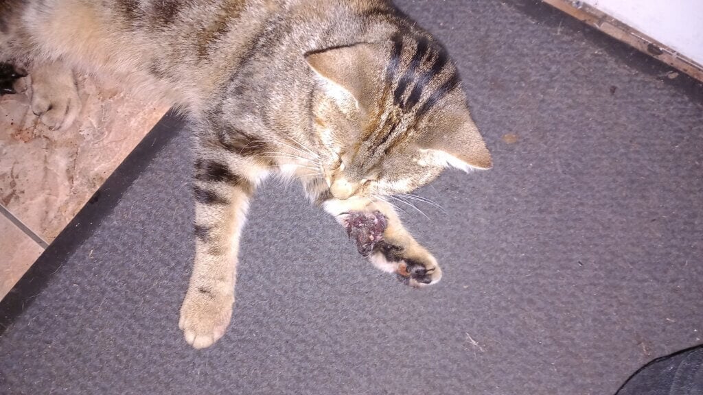 Verletzte Pfote der Katze Ella durch eine Schlagfalle