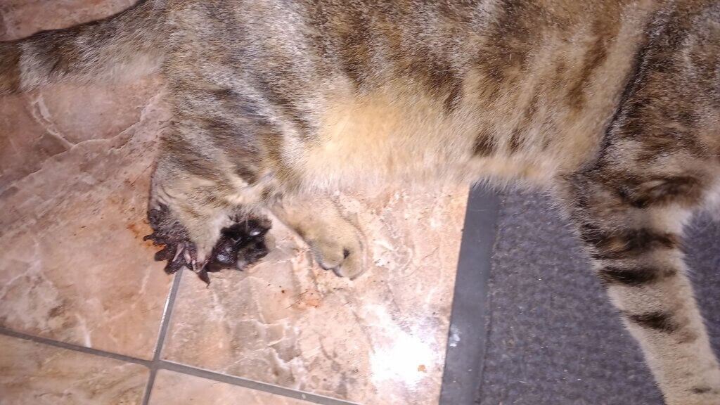 Abgetrenntes bein der Katze Ella durch eine Schlagfalle